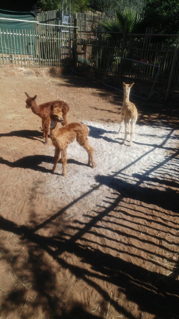 Three suri cria at play in the sea sand