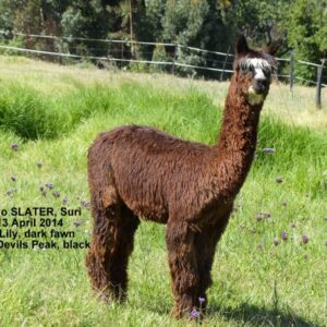 Suri Alpaca Fibre