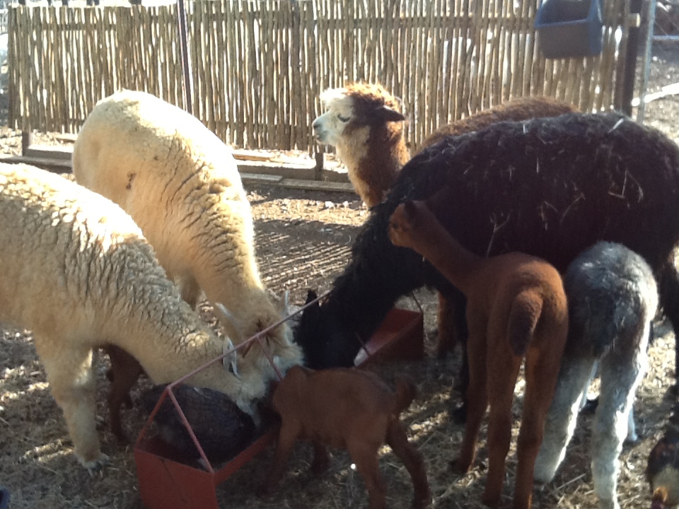 Alpacas enjoying their breakfast