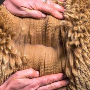 Alpaca Fibre