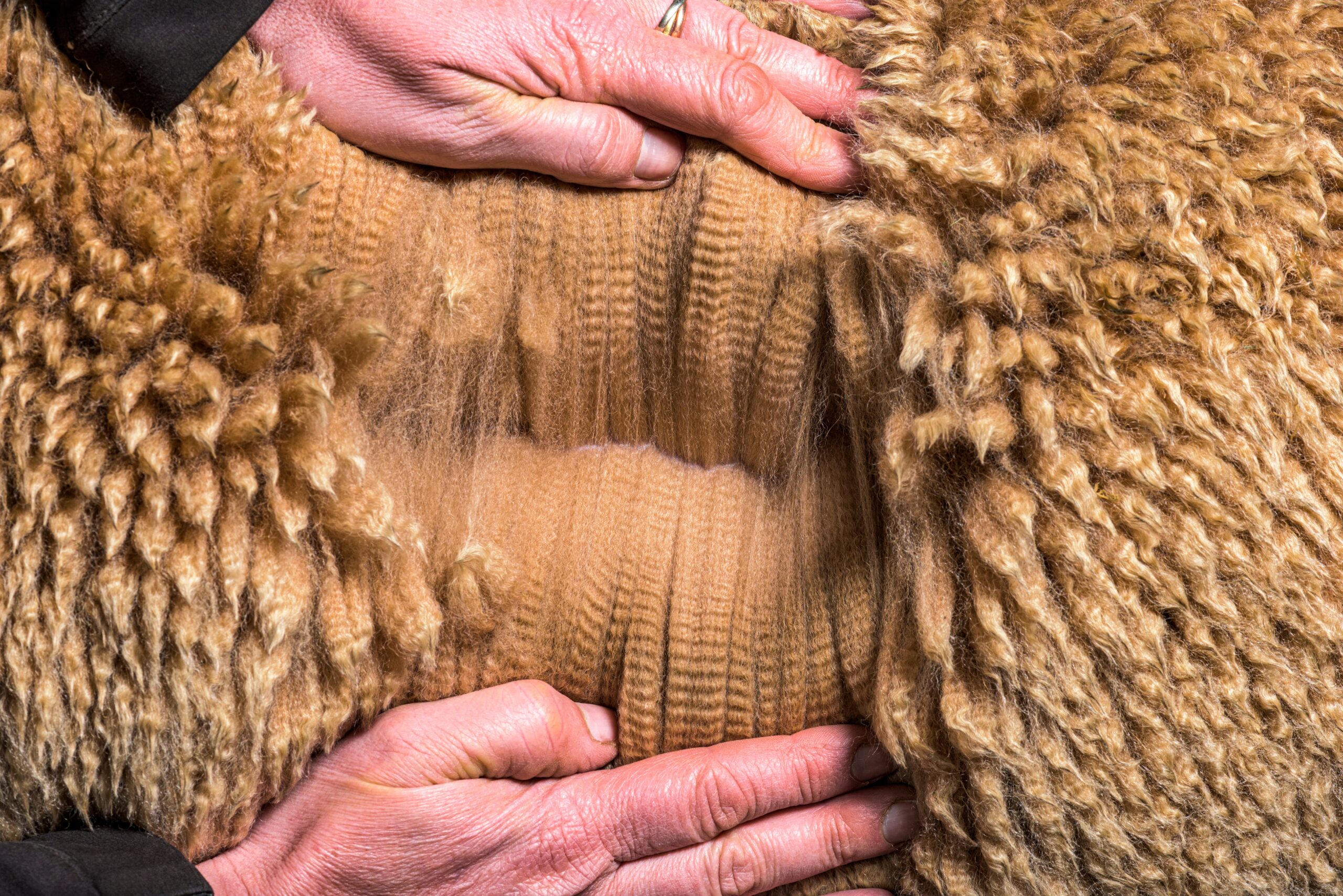 Beautiful medium fawn alpaca fiber