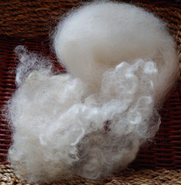 Alpaca luxury spinning fibre