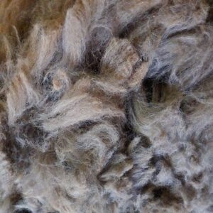 Raw picked alpaca fibre