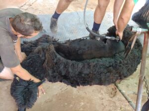 Shearing of a true black alpaca