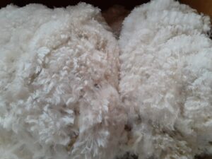 Freshly shorn alpaca fibre